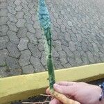 Sansevieria hyacinthoides Blad