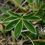 Alchemilla transiens Leaf