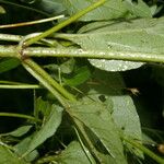 Acmella radicans Fruit