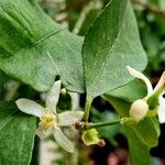 Citrus × aurantiifolia Flor