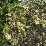 Colletia paradoxa Облик