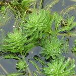 Myriophyllum aquaticum Habitatea