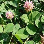 Trifolium fragiferum Blad