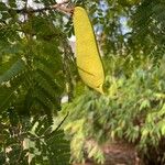 Caesalpinia sappan Blomma