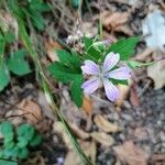 Geranium nodosumŽiedas