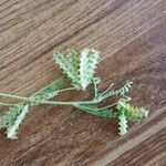 Astragalus pelecinus Leaf