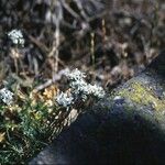 Arenaria aggregata Flor