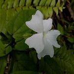 Thunbergia laevis ᱵᱟᱦᱟ