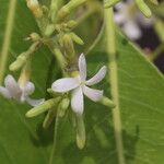 Diplorhynchus condylocarpon Blüte
