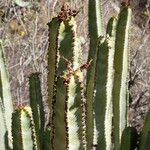 Euphorbia canariensis പുഷ്പം