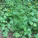 Cardamine impatiens Habitatea