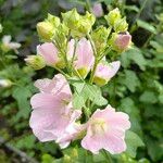 Malva thuringiaca Flower