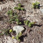 Sedum alpestre Habitat