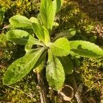 Erigeron pulchellus 葉