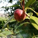 Camellia japonica Frugt
