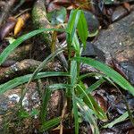 Scleria gaertneri Habit