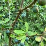 Prunus spinosa Frukt