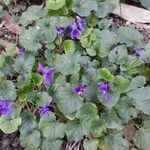 Viola odorata Feuille