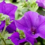 Petunia × atkinsiana Flower