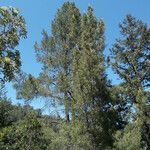 Pinus attenuata Агульны выгляд