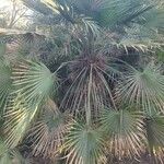 Chamaerops humilisLeaf