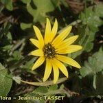 Arctotheca calendula Cvijet