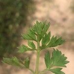 Libanotis pyrenaica 葉