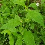 Mimulus alatus Blatt