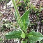 Doronicum clusii Leaf