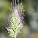 Cynosurus echinatus Fula