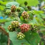 Rubus pruinosus Fruct