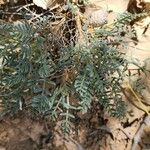Astragalus cephalanthus List