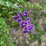 Duranta erecta Kwiat