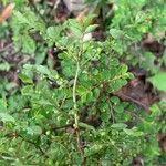 Phyllanthus tenellus Leaf