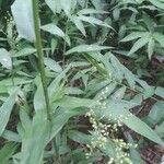 Lasiacis ruscifolia Hoja