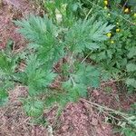 Artemisia vulgarisFlor