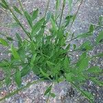 Oenothera lindheimeri Fuelha