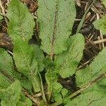 Rumex rugosus Ліст