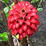 Tapeinochilos ananassae Flower