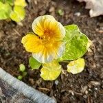 Tropaeolum minus Flor