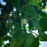 Syzygium samarangense Листок