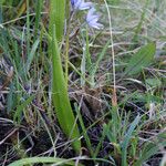 Scilla monophyllos Habit