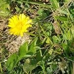 Taraxacum cucullatiforme 形態