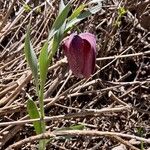 Fritillaria tubaeformis Õis