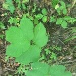 Heracleum lanatum Leaf