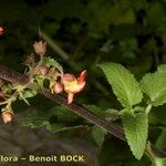 Scrophularia calliantha Sonstige