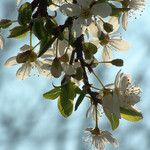 Prunus cerasus Kukka