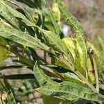 Gomphocarpus fruticosus Leaf