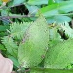 Vaccinium racemosum Leaf