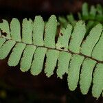 Adiantum terminatum Folha